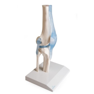 Erler-Zimmer Knee Joint Model with Ligaments